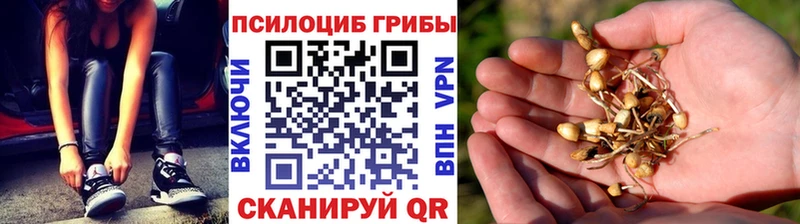 Купить  Богданович  Галлюциногенные грибы мицелий 